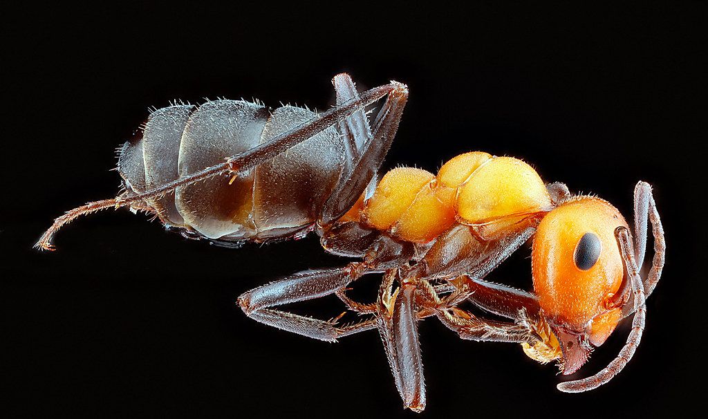 Ant Control service in Bismarck, ND