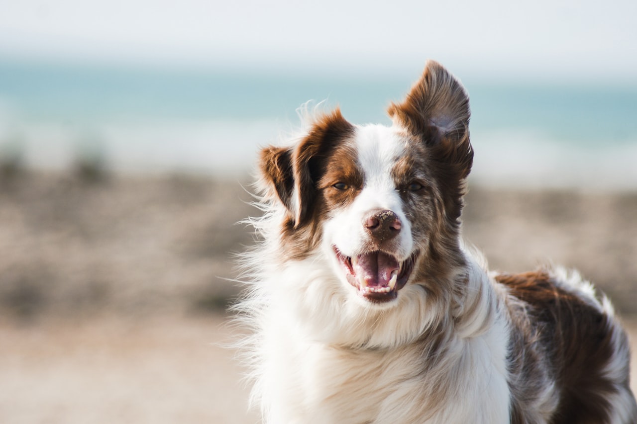 Flea & Tick Control service in Bismarck, ND