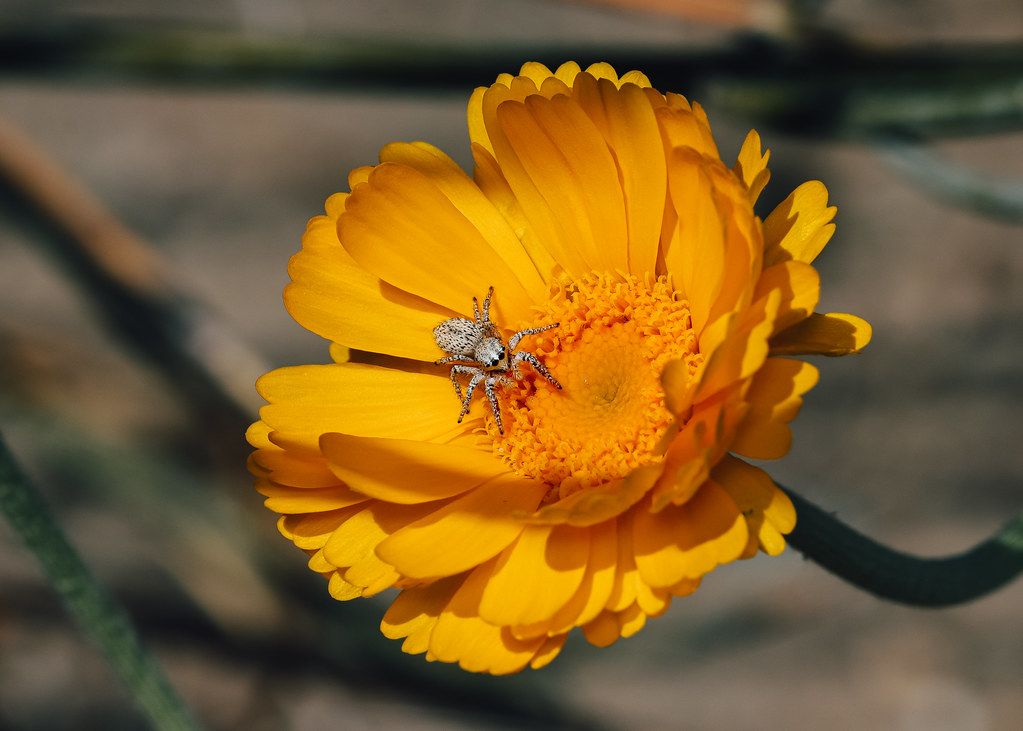 Spider Control service in Bismarck, ND